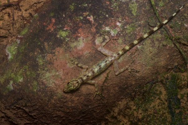 Kendall’s Rock Gecko (Cnemaspis kendallii)