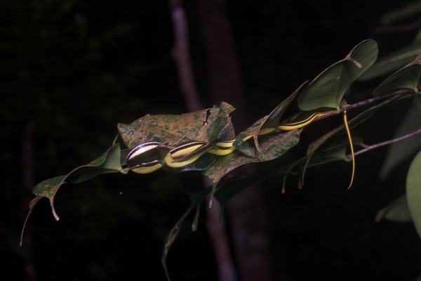 Gray Bronzeback (Dendrelaphis caudolineatus)