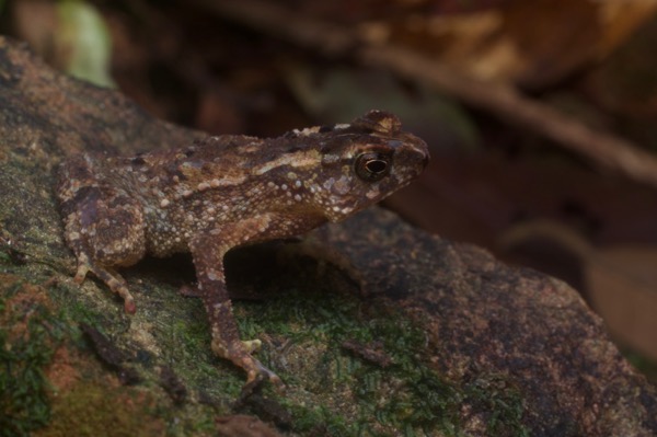 Forest Toad (Ingerophrynus divergens)