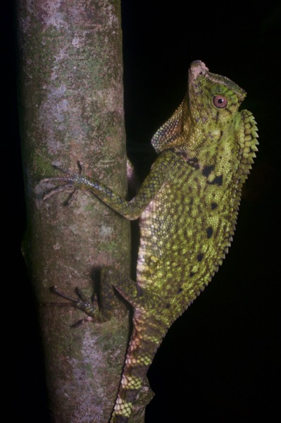 Doria’s Angle-headed Lizard (Gonocephalus doriae)