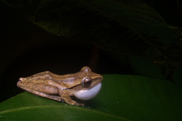 Four-lined Tree Frog (Polypedates leucomystax)