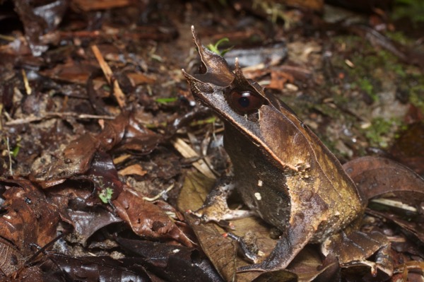 Malayan Horned Frog (Pelobatrachus nasutus)