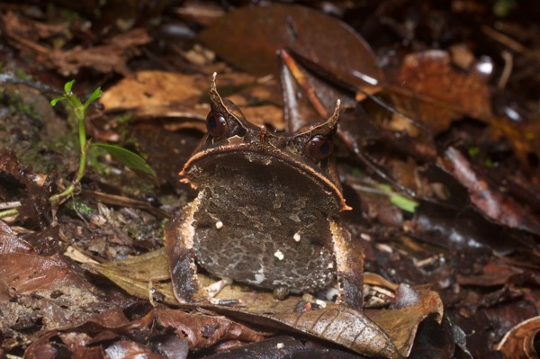 Malayan Horned Frog (Pelobatrachus nasutus)