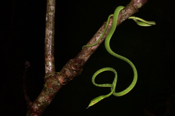 Oriental Whip Snake (Ahaetulla prasina prasina)
