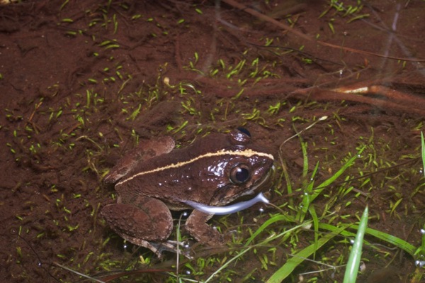 Broad-headed Creek Frog (Limnonectes kong)