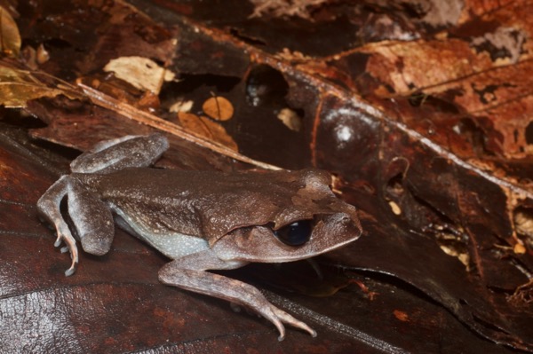 Lowland Litter Frog (Leptobrachium abbotti)