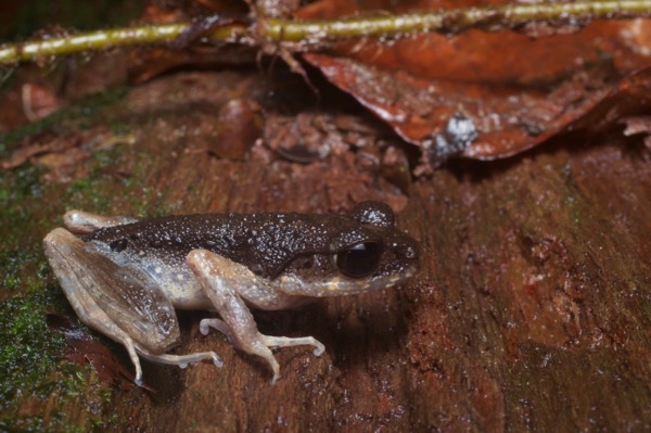 Sarawak Slender Litter Frog (Leptolalax gracilis)