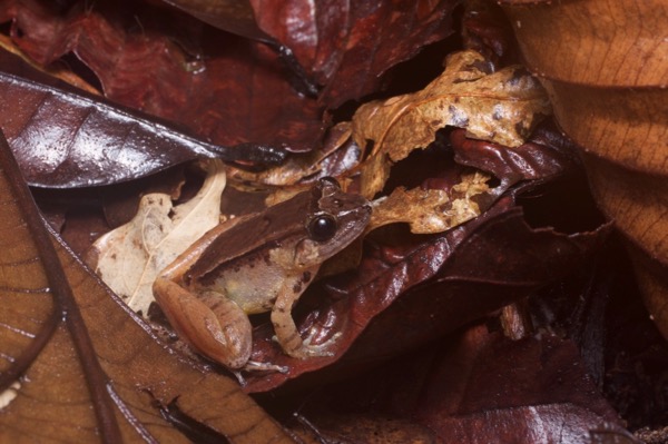Smooth Guardian Frog (Limnonectes palavanensis)