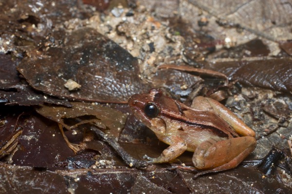 Smooth Guardian Frog (Limnonectes palavanensis)