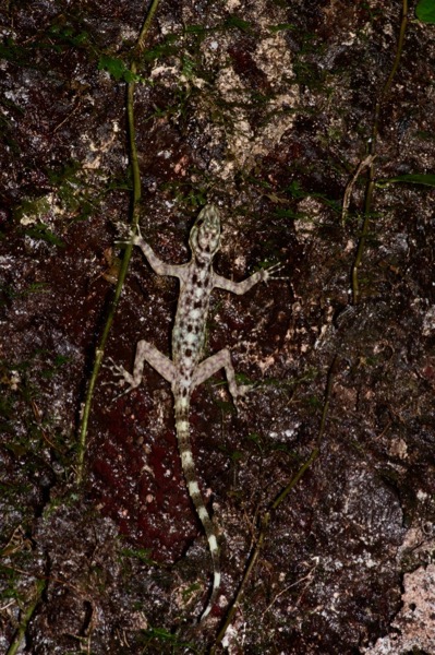 Kendall’s Rock Gecko (Cnemaspis kendallii)