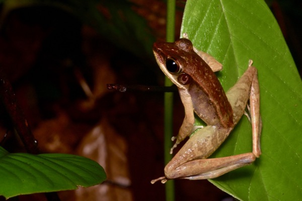 Western Torrent Frog (Meristogenys jerboa)