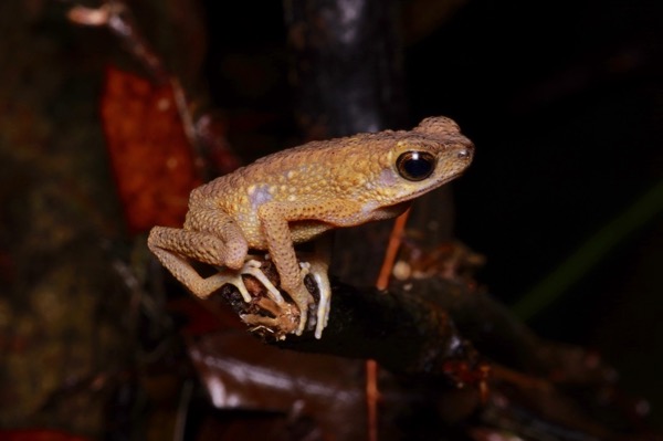 Brown Slender Toad (Ansonia leptopus)