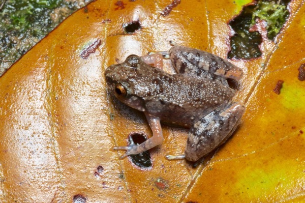 Mjoberg’s Dwarf Litter Frog (Leptobrachella mjobergi)