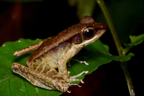 Western Torrent Frog (Meristogenys jerboa)