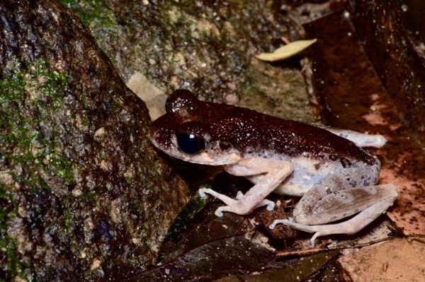 Sarawak Slender Litter Frog (Leptolalax gracilis)