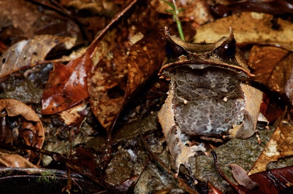 Malayan Horned Frog (Pelobatrachus nasutus)