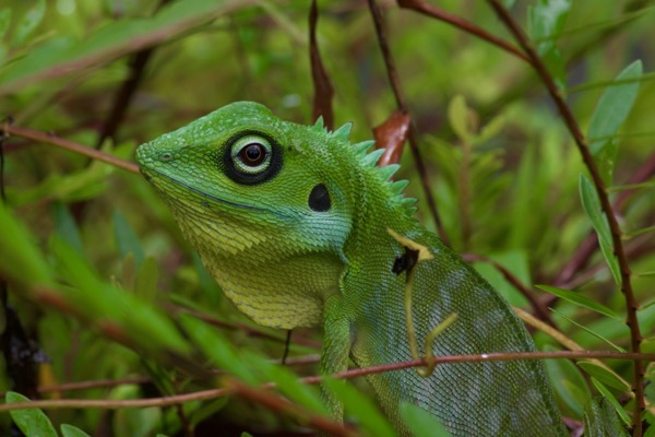 Green Crested Lizard (Bronchocela cristatella)