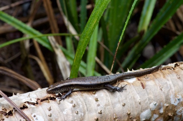 Common Sun Skink (Eutropis multifasciata)