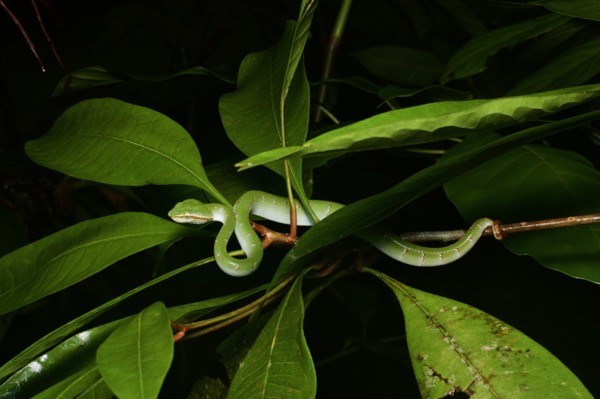 Bornean Keeled Green Pit Viper (Tropidolaemus subannulatus)