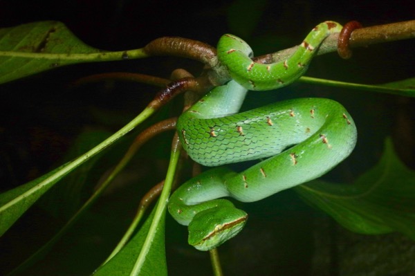 Bornean Keeled Green Pit Viper (Tropidolaemus subannulatus)