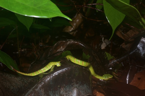 Bornean Keeled Green Pit Viper (Tropidolaemus subannulatus)