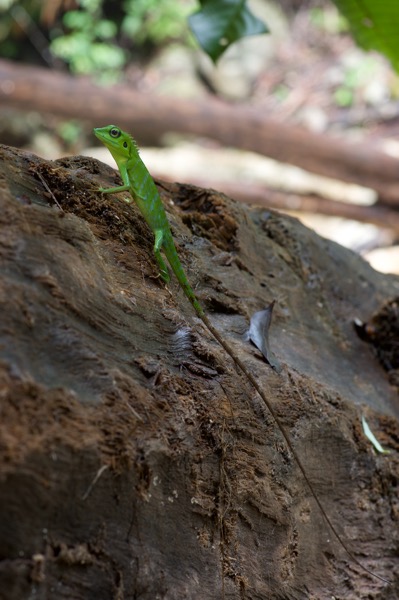 Green Crested Lizard (Bronchocela cristatella)