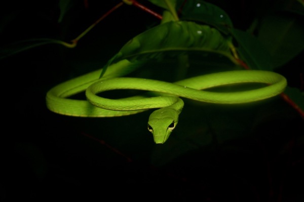 Oriental Whip Snake (Ahaetulla prasina prasina)