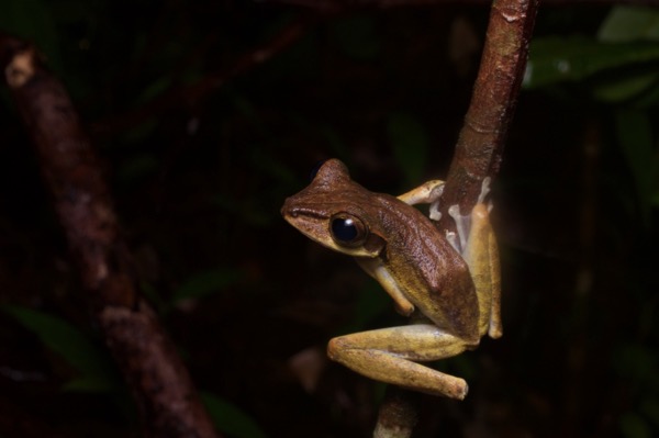 Dark-eared Treefrog (Polypedates macrotis)