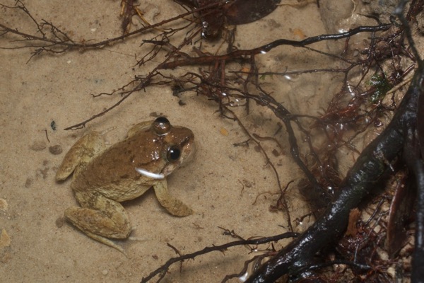 Matang Creek Frog (Limnonectes conspicillatus)