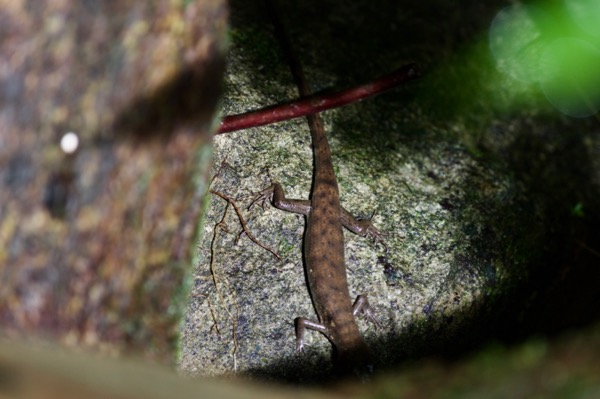 Brook’s Keeled Skink (Tropidophorus brookei)