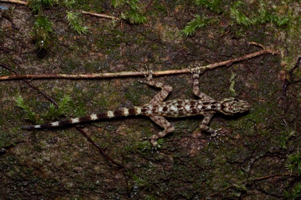 Kendall’s Rock Gecko (Cnemaspis kendallii)