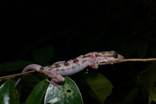 Inger’s Bent-toed Gecko (Cyrtodactylus pubisulcus)