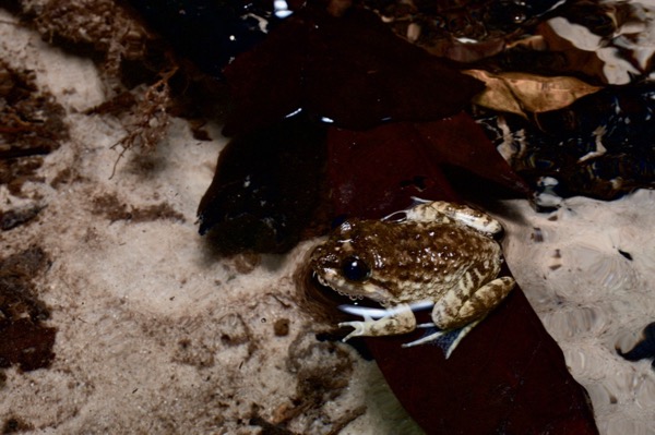 Matang Creek Frog (Limnonectes conspicillatus)