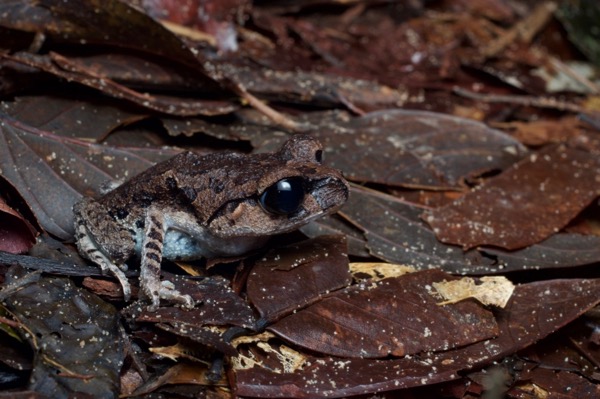 Inger’s Black-eyed Litter Frog (Leptobrachium ingeri)