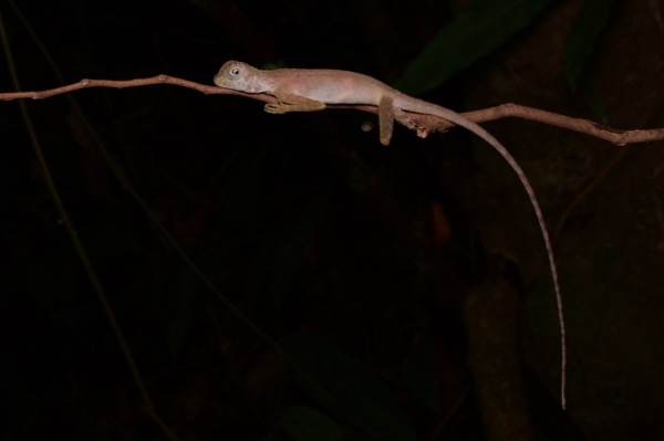 Dusky Earless Agama (Aphaniotis fusca)