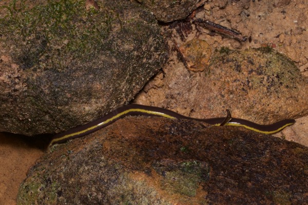 unidentified species (Ichthyophis sp)