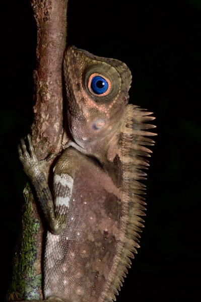 Blue-eyed Angle-headed Lizard (Gonocephalus liogaster)