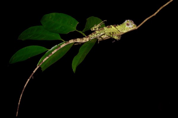 Blue-eyed Angle-headed Lizard (Gonocephalus liogaster)