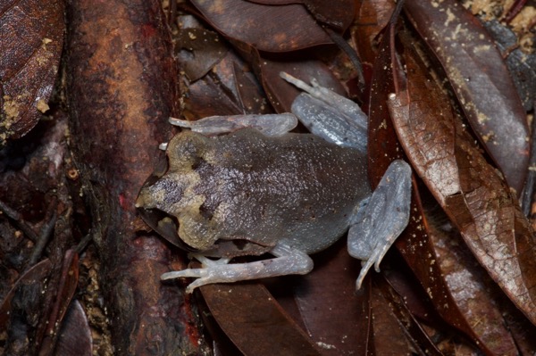Lowland Litter Frog (Leptobrachium abbotti)