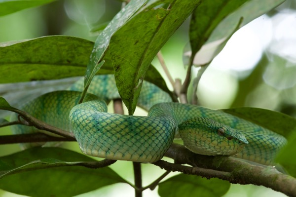 Bornean Keeled Green Pit Viper (Tropidolaemus subannulatus)