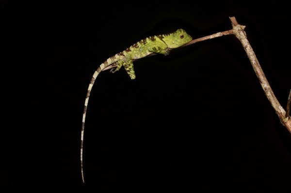 Blue-eyed Angle-headed Lizard (Gonocephalus liogaster)