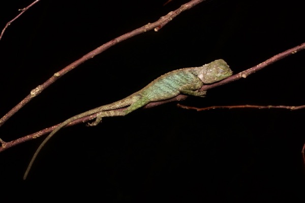 Black-lipped Shrub Lizard (Pelturagonia nigrilabris)