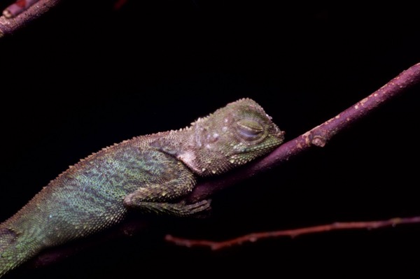 Black-lipped Shrub Lizard (Pelturagonia nigrilabris)