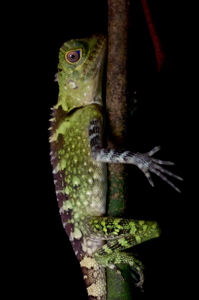Blue-eyed Angle-headed Lizard (Gonocephalus liogaster)