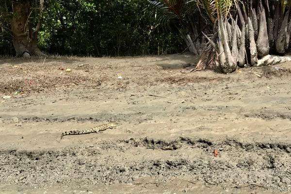 Estuarine Crocodile (Crocodylus porosus)