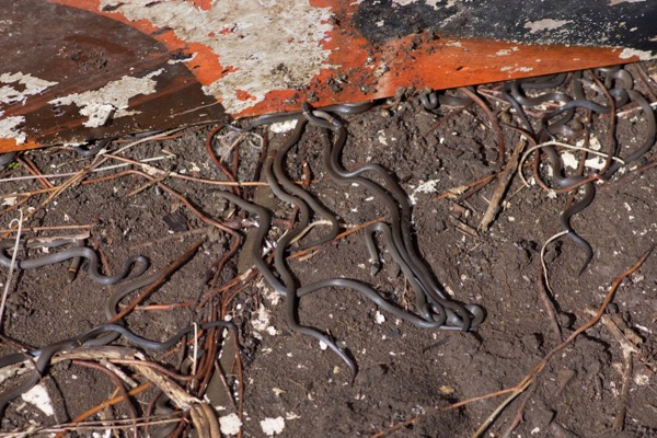 Prairie Ring-necked Snake (Diadophis punctatus arnyi)