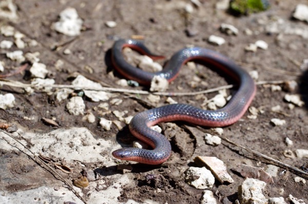 Western Wormsnake (Carphophis vermis)