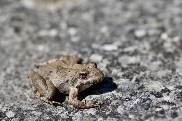 Blanchard’s Cricket Frog (Acris blanchardi)