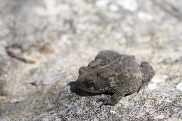 Eastern American Toad (Anaxyrus americanus americanus)