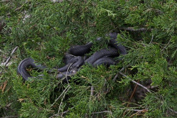 Eastern Yellow-bellied Racer (Coluber constrictor flaviventris)